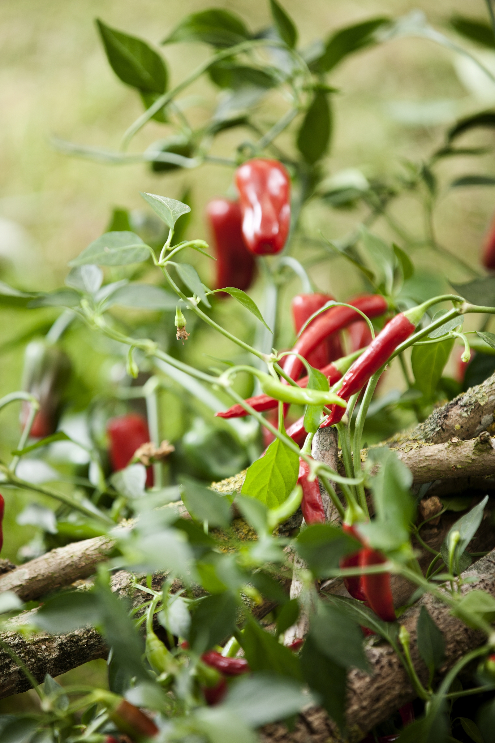 Tự trồng ớt trong chậu ngay tại nhà