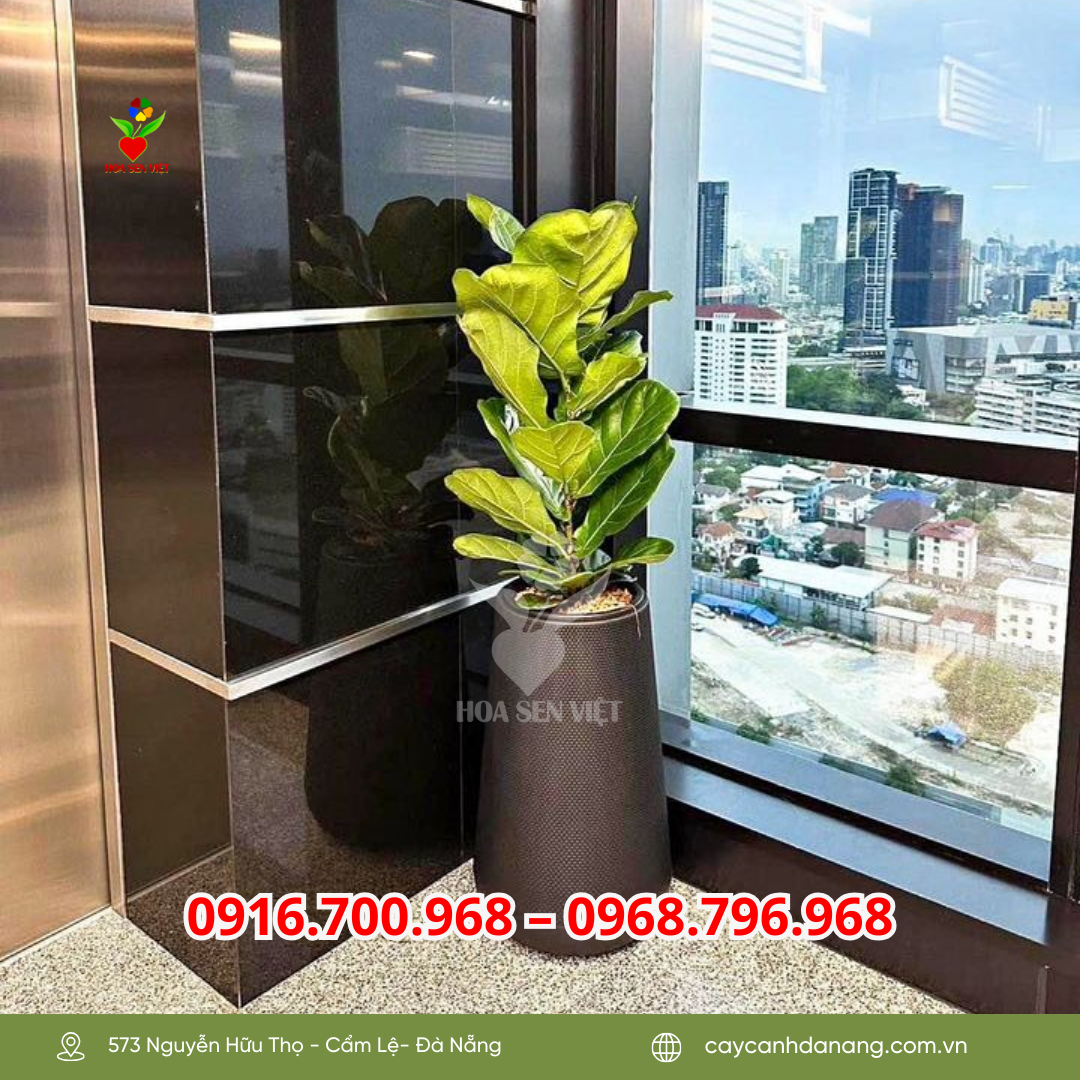 Cây bàng singapore đặt ở sảnh công ty Đà Nẵng