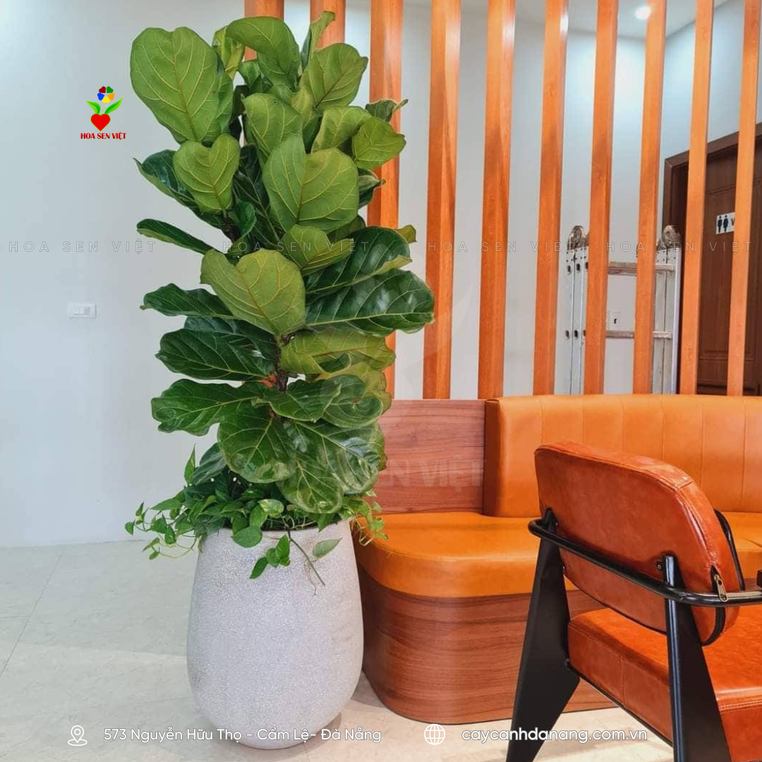 Cây bàng singapore làm cây xanh văn phòng Đà Nẵng
