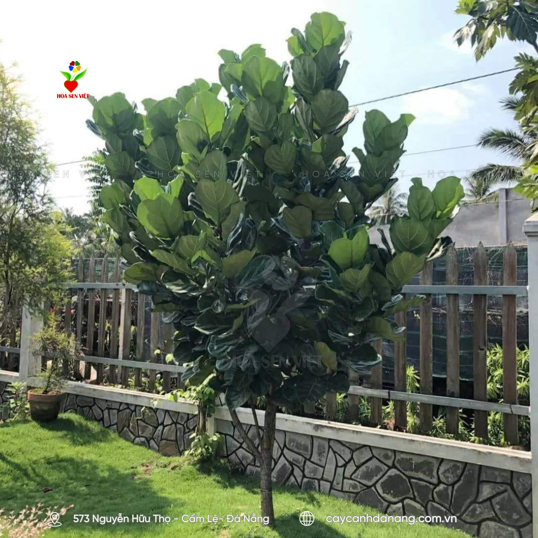 Cây bàng singapore trồng ngoài trời Đà Nẵng