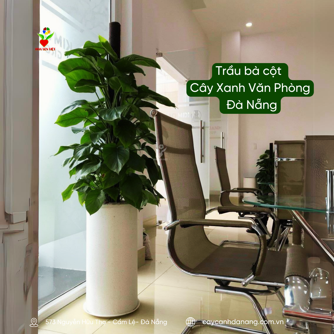 Trầu bà cột làm cây xanh văn phòng Đà Nẵng 